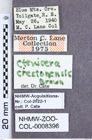 Etiketten zu Acteniceromorphus crestonensis (Brown, 1935) (NHMW-ZOO-COL-0008396)